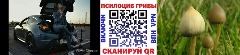 дарнет шоп  Козьмодемьянск  Псилоцибиновые грибы мицелий 